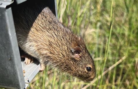 Biologists Discover New Rodent Based Virus Arkansas Research