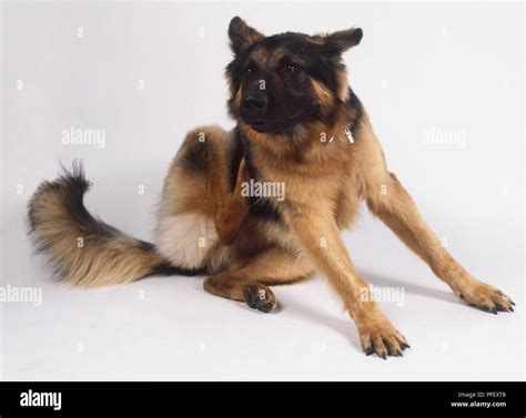 Sitting German Shepherd Dog Canis Familiaris Scratching Its Side With