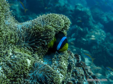 Poisson Clown De Clark Amphiprion Clarkii BioObs