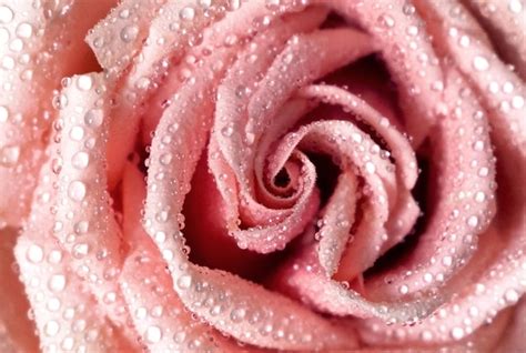 Rosa Cor De Rosa Gotas De Gua De Orvalho Closeup Macrofotografia