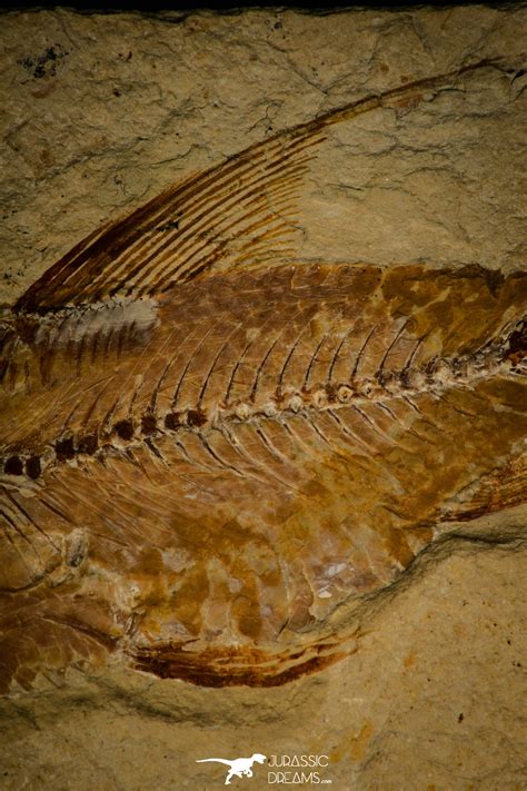 Museum Grade Association Nematonotus Prionolepis Unidentified Fish