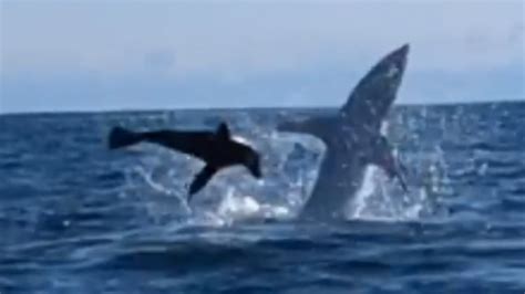 Heart Stopping Moment Great White Shark Crashes Into Kayaker And Almost