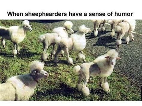 The 29 Funniest Sheep Memes, Ranked