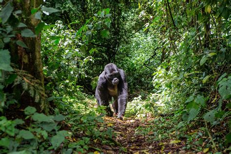 How To Go Mountain Gorilla Trekking In Uganda