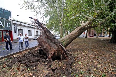 Milano Temporale E Vento Dopo Il Caldo Record Alberi Caduti Si