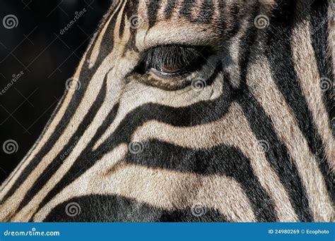 Zebra Eye Royalty Free Stock Images - Image: 24980269