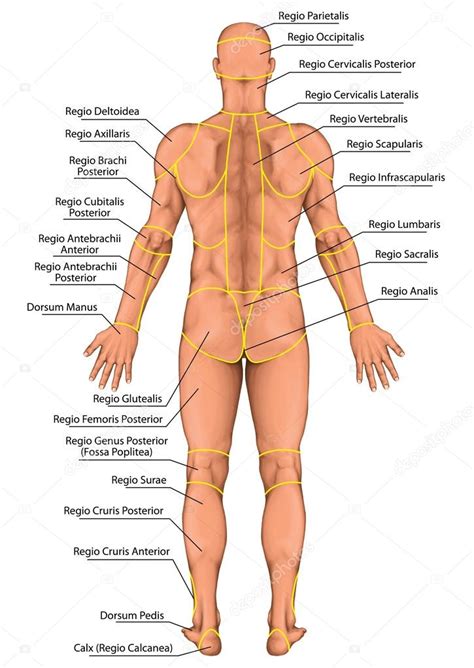 Tablero anatómico región de un cuerpo humano regiones corporis