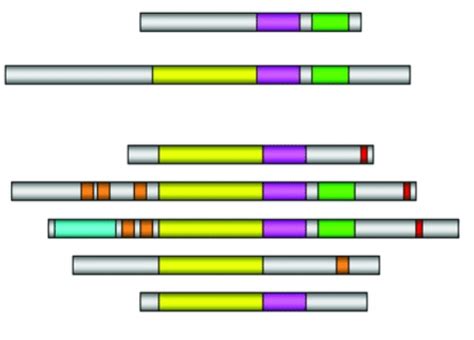 User-friendly visualization tool for domain architecture in protein ...