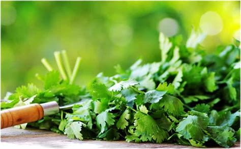 18 Beneficios Del Cilantro Para Que Sirve Y Propiedades Salud Responde