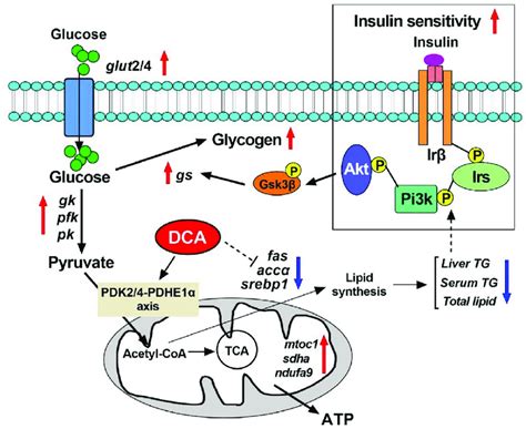 Summary Of The Results Showing Dichloroacetate Dca Promotes The