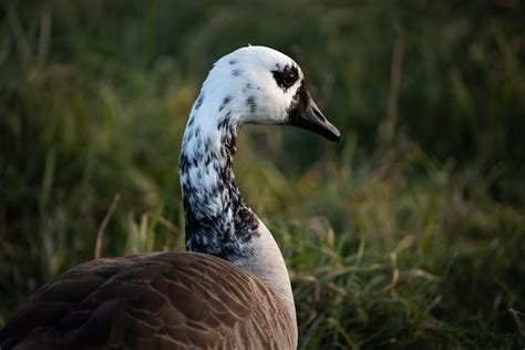 Is this an Albino Canada Goose I stumbled across today? North Delaware ...