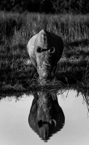 Grayscale Photo Of A Dehorned White Rhino Photo Free South Africa