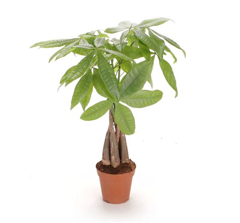 Tall Money Tree Plant