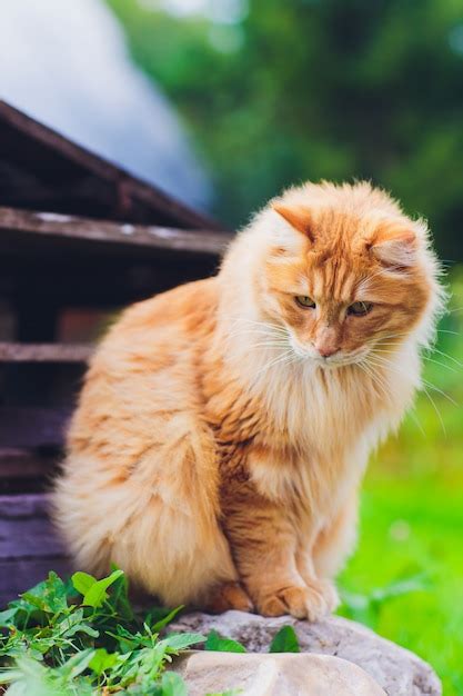 Gato De Ojos Verdes Rojo Que Descansa Sobre La Hierba Verde Foto Premium