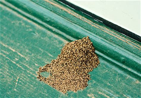 Drywood Termites Pest Control Houston Gulf Coast Exterminators