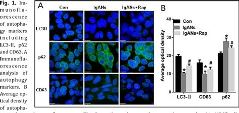 Figure 1 From Rapamycin Induces Autophagy And Reduces The Apoptosis Of Podocytes Under A