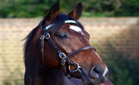 Frankel | Horses, English horse, Racehorse