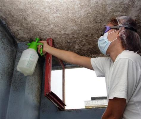 Mold Remediation & Removal Services In Houston, Texas - Mold ...