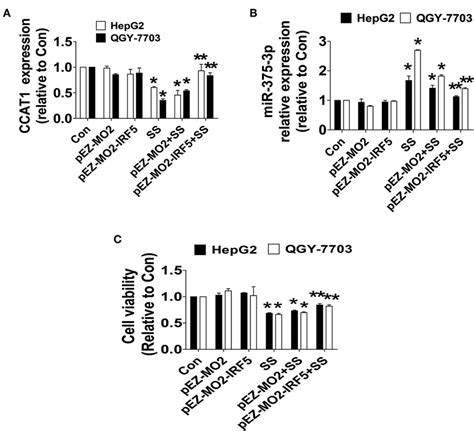 IRF5 Feedback Regulated CCAT1 And MiR 375 3p Expression And Neutralized