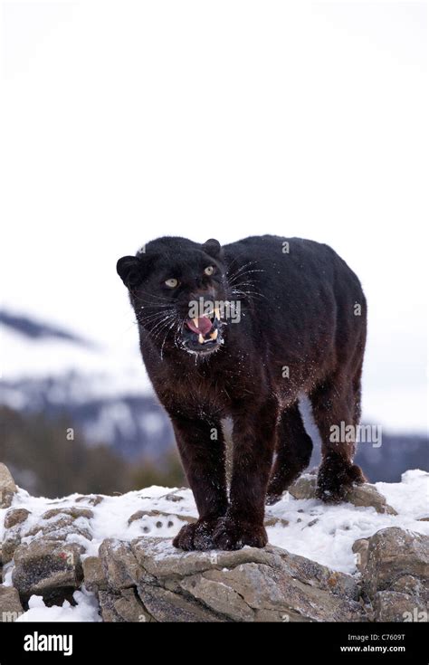 Black Panther standing in Snow Stock Photo - Alamy