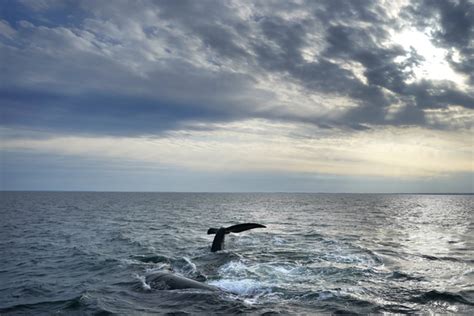 Court shuts down offshore wind challenges over endangered whale - Governors' Wind Energy Coalition