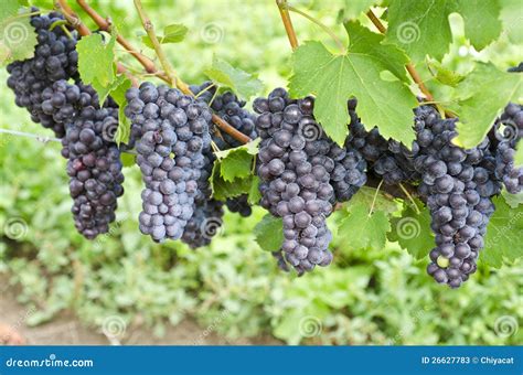 Italian Nebbiolo Red Wine Grapes On The Vine #3 Stock Photos - Image ...