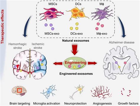 Engineered Exosomes Desirable Target Tracking Characteristics For