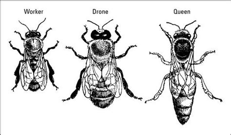 Honey Bee Sting Sting Like A Bee Types Of Honey Bees Drone Honey Bee