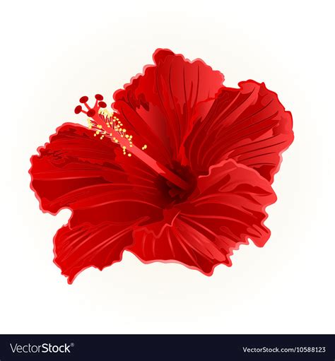 Red Hibiscus Simple Tropical Flower Vintage Vector Image