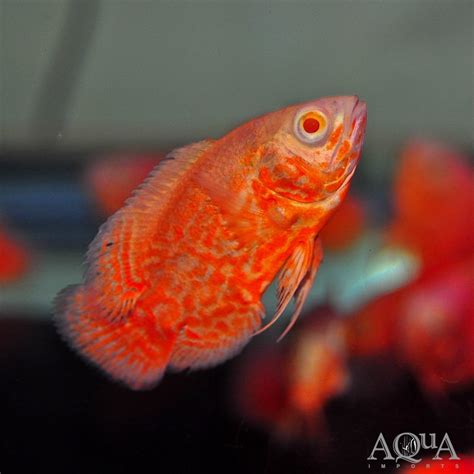 Nemo Tiger Oscar Astronotus Ocellatus Aqua Imports