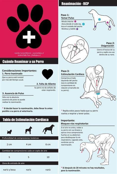 Primeros Auxilios Para Perros Maniobra De Heimlich Y Reanimaci N