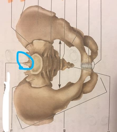 Anatomy Of Hip And Pelvic Bone Flashcards Quizlet