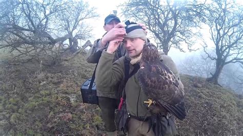 Harris And Redtail Hawks Hunting Rabbits Youtube