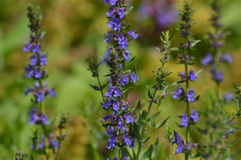 Hyssop Attractive Flowers And A Great Herbal History Eat The Planet