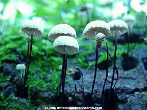 Americanmushrooms Pinwheel Marasmius Marasmius Rotula