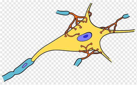 Neurônio Célula Sinapse Sistema Nervoso Nervo Cerebral Pessoas Ramo