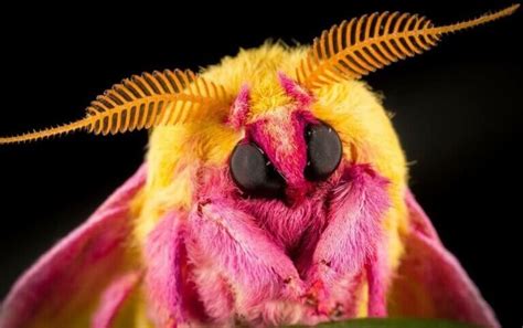 A Mariposa Dryocampa Rubicunda Habitat Caracter Sticas E Reprodu O