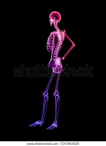 X Ray Human Body 3d Render Stock Illustration 1141863620 Shutterstock