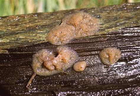 Acellular Slime Molds