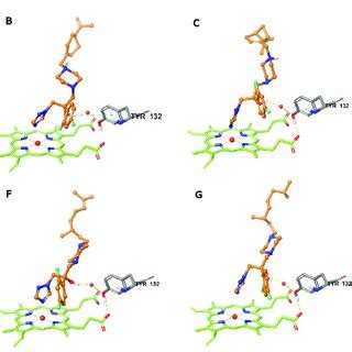 Predicted Binding Modes Of A H A H Respectively In Cacyp