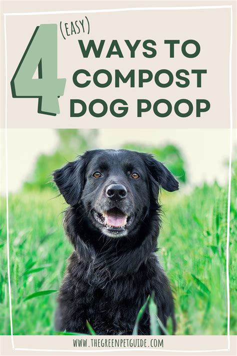 4 Easy Ways To Compost Dog Poop Dogs Pooping Dog Poop Disposal Dog