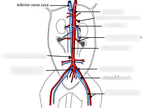 Abdominal Aorta Branches Cat Diagram Quizlet