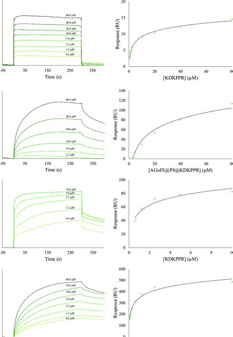 Spr Experiments Sensorgrams Left And Titration Right Curves