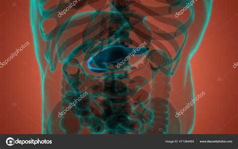 Anatomie Des Menschlichen Inneren Organs Pankreas Stockfotografie