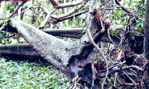 Kolkata: World's largest banyan tree damaged