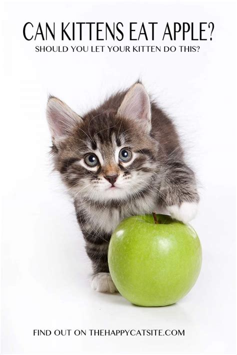 Can Cats Eat Apples A Complete Guide To Cats And Apples