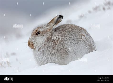 Mountain hare / Alpine hare / snow hare (Lepus timidus) in white winter pelage resting on ...