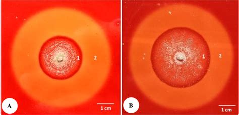 The Clear Zone Around The Fungal Colony On 1 Sodium Carboxymethyl
