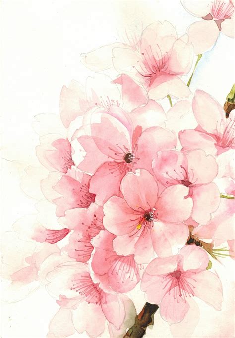 Cherry Blossom Watercolor Blossoms Art Cherry Blossom Wallpaper