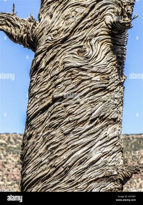 Spiral Tree Bark Stock Photo Alamy